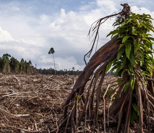 The protection of the environment: Worldwide, millions of hectares of dwindling rain forest