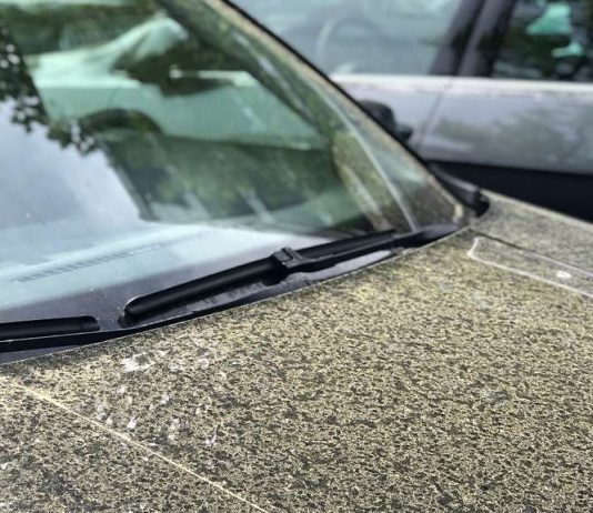 Yellow cars: where the pollen comes from and how you get rid of him