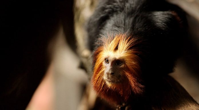 Extinction of species: “The species of this earth and ensure our Survival”