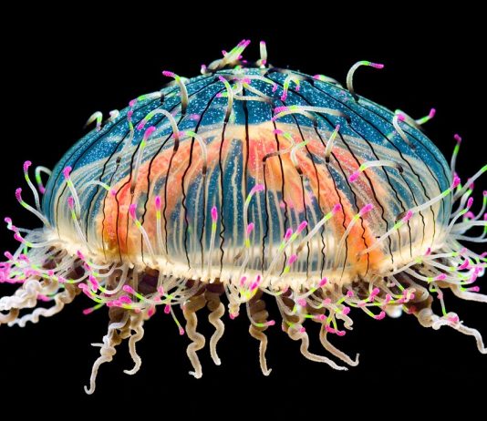 Jellyfish: Invasion of the jellyfish