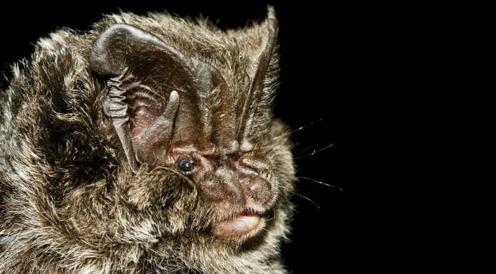 Kinds of protection: the Federal-wide rescue project for the barbastelle bat started