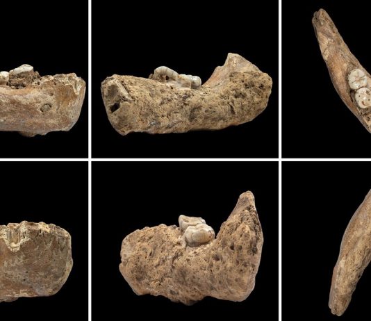 Prehistoric man: The remains of our Cousins
