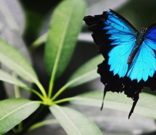 Species diversity: One Million species threatened with extinction