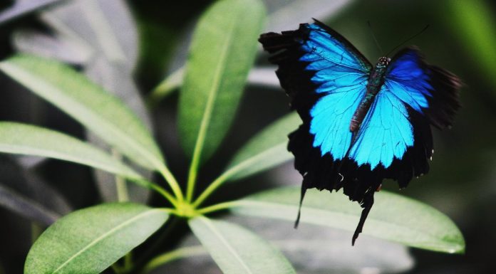 Species diversity: One Million species threatened with extinction