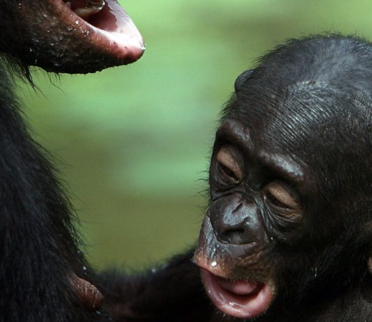 WWF and human rights: Does the environmental protection organization enough for human rights?