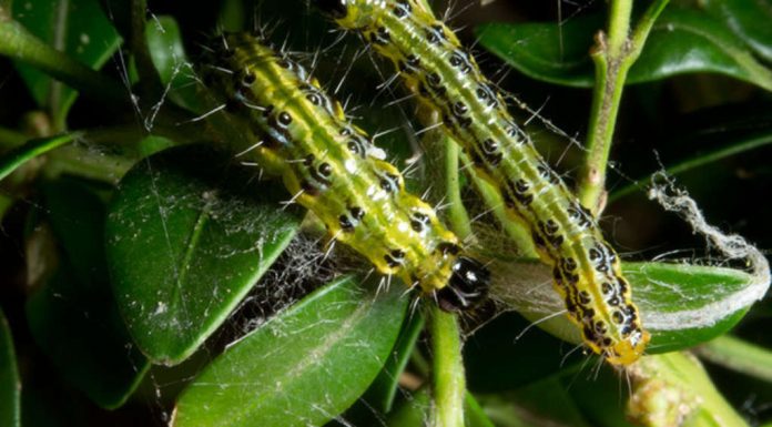 Book tree borer fight: this Trick Is the solution?