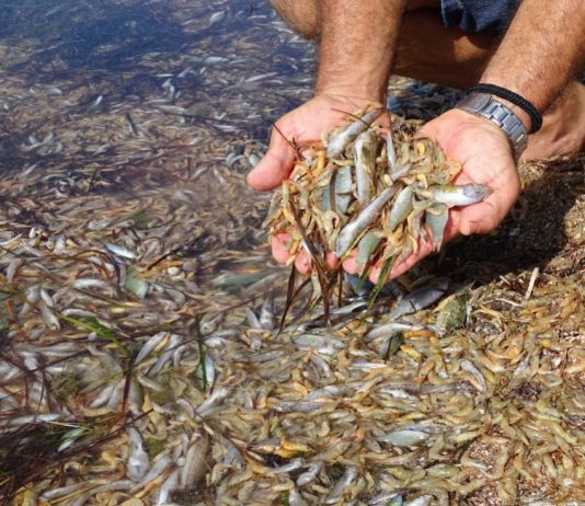 The Mar Menor has recovered oxygen, but will suffer a critical situation
