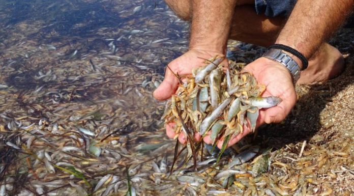 The Mar Menor has recovered oxygen, but will suffer a critical situation