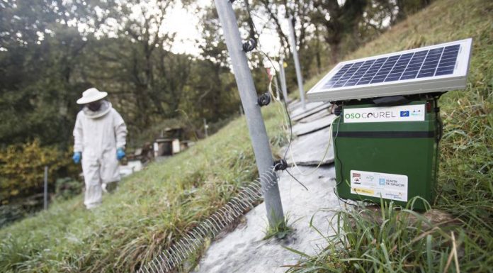 Galicia learns to live with the bears