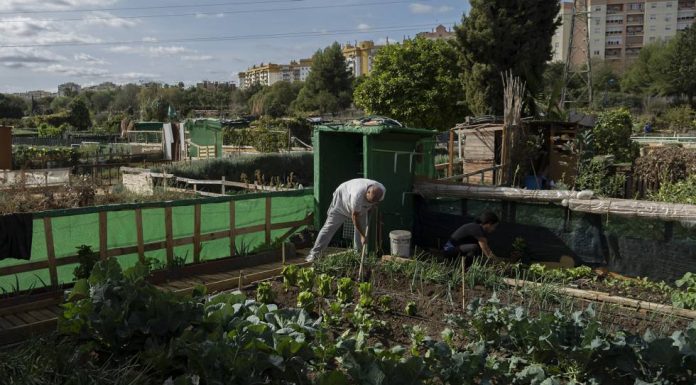 Urban gardens before the pollution
