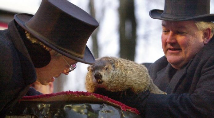 Animal rights activists propose to replace the Groundhog Phil with robot