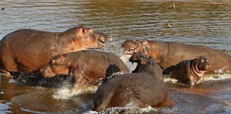 Escobar's hippos have upset the ecosystem in South America