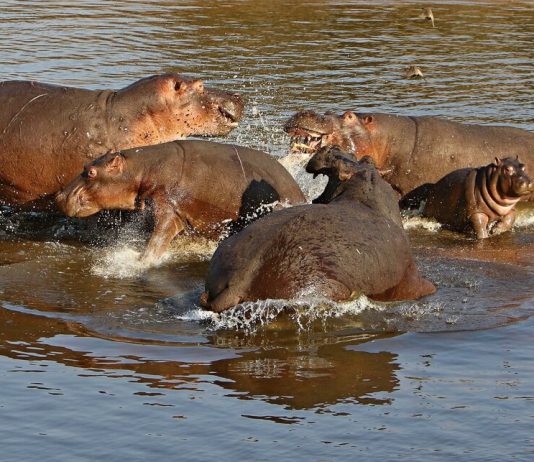 Escobar’s hippos have upset the ecosystem in South America Escobar's hippos have upset the ecosystem in South America