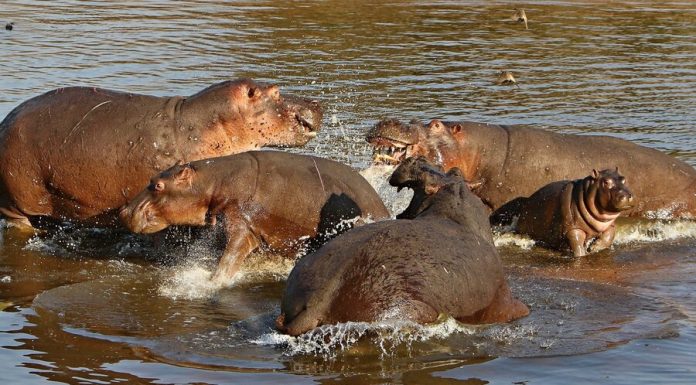Escobar's hippos have upset the ecosystem in South America