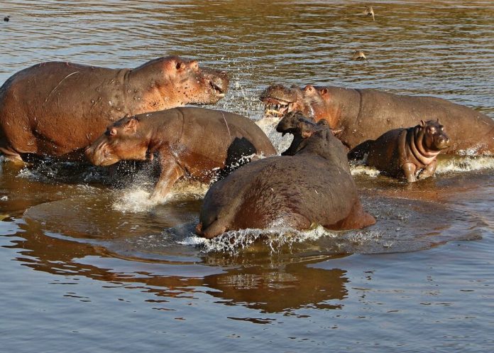 Escobar's hippos have upset the ecosystem in South America