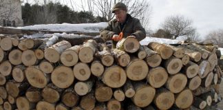 Logging companies are suffering losses because of the warm winter