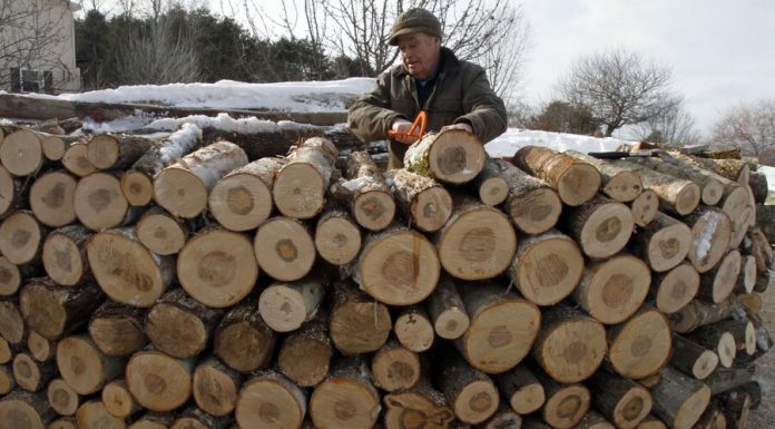 Logging companies are suffering losses because of the warm winter Logging companies are suffering losses because of the warm winter