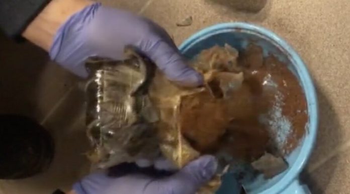 Police seized a pound of marijuana in the South of Moscow Police seized a pound of marijuana in the South of Moscow