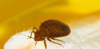 Rospotrebnadzor warned about the tropical bugs