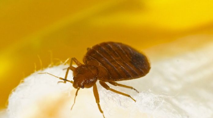 Rospotrebnadzor warned about the tropical bugs