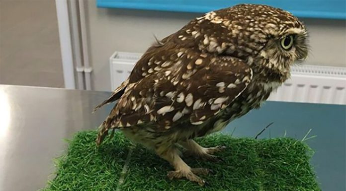 The fat owl put on a diet in the UK The fat owl put on a diet in the UK