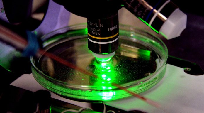 The Guardian (UK): another breakthrough allows us to obtain a view of the earliest forms of complex life on planet Earth The Guardian (UK): another breakthrough allows us to obtain a view of the earliest forms of complex life on planet Earth