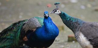 Birds of the Moscow zoo started to do the mating dance