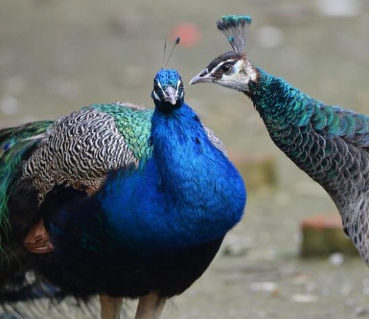 Birds of the Moscow zoo started to do the mating dance Birds of the Moscow zoo started to do the mating dance