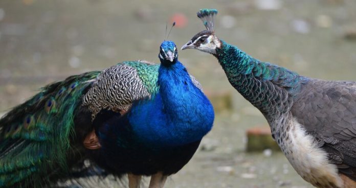 Birds of the Moscow zoo started to do the mating dance