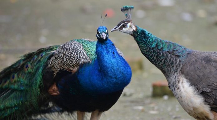 Birds of the Moscow zoo started to do the mating dance