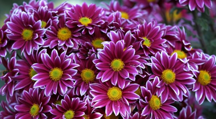 Chrysanthemums from the Netherlands found flower thrips