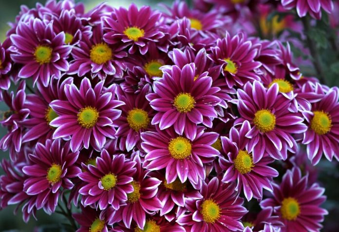 Chrysanthemums from the Netherlands found flower thrips