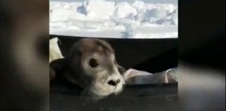 Crawled to the Sakhalin fishermen pup died