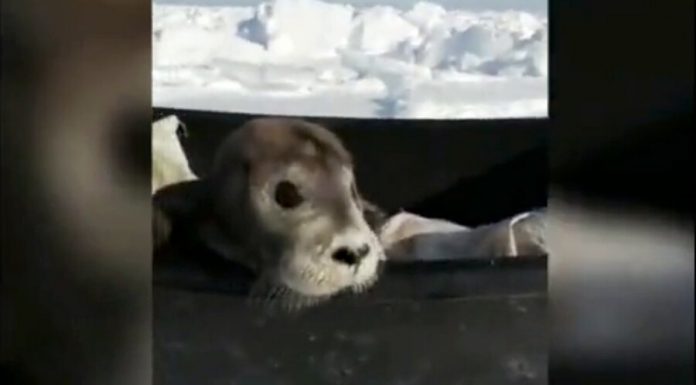 Crawled to the Sakhalin fishermen pup died