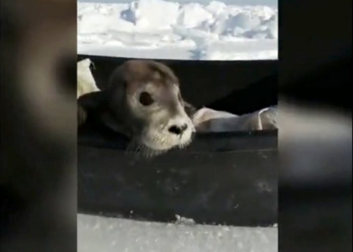 Crawled to the Sakhalin fishermen pup died
