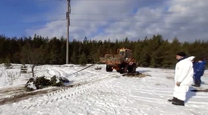 Dead horses found in the forest near Nizhny Novgorod