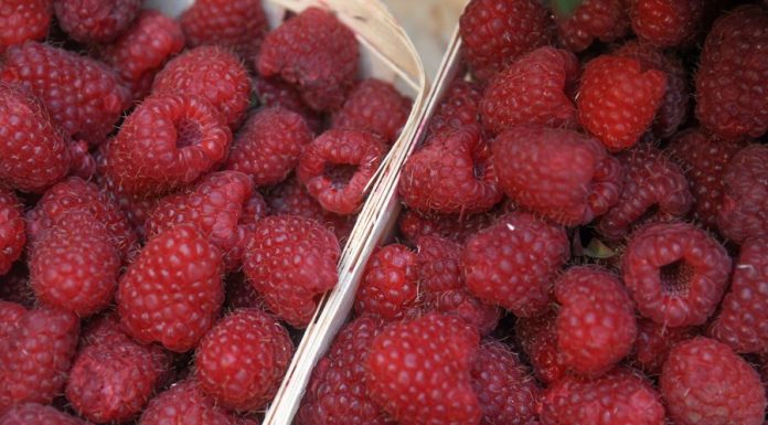 Doctors spoke about the products that help restore intestinal