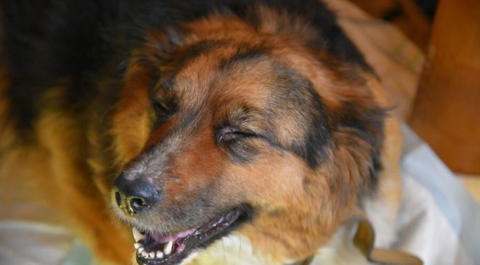 Drowning the dog pulled out of the Moscow river