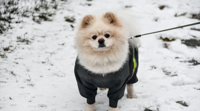 Festival “My dog is a superhero!” will be held in the Park “Krasnaya Presnya” Festival "My dog is a superhero!" will be held in the Park "Krasnaya Presnya"