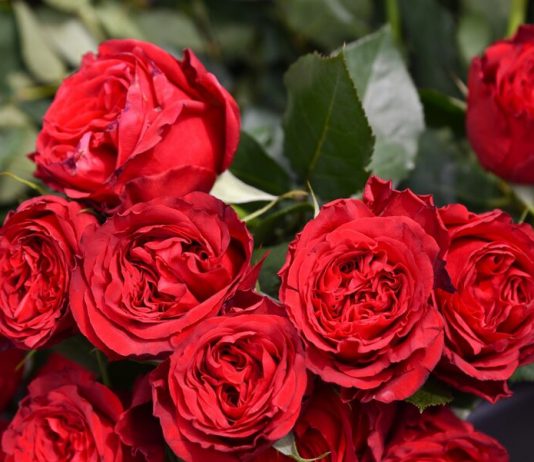 Flower thrips detected in the Dutch roses in the suburbs Flower thrips detected in the Dutch roses in the suburbs