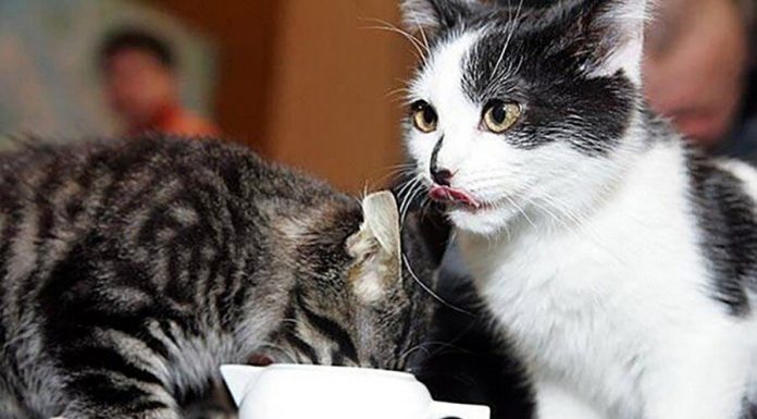 From the Riga city Council evicted the cats former mayor Ushakov