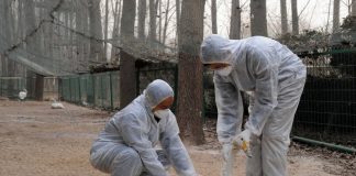 In China, an outbreak of bird flu