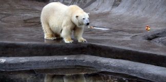 In the Moscow zoo will celebrate international polar bear day