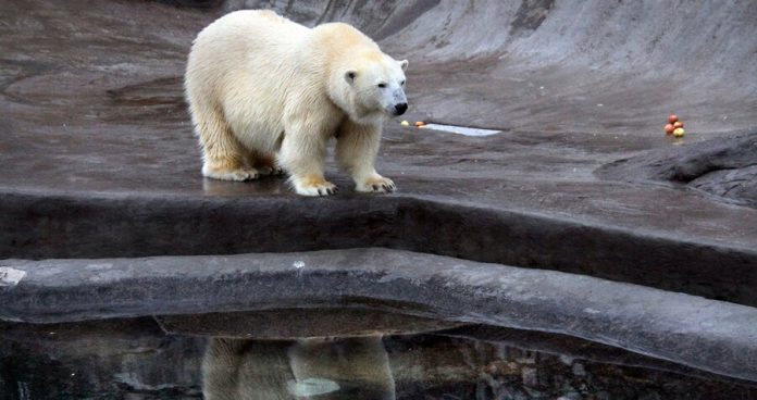In the Moscow zoo will celebrate international polar bear day