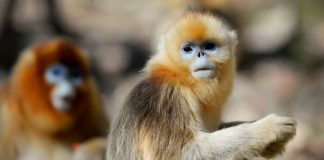 Moscow zoo plans to bring from China gold monkey