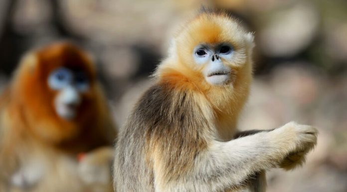 Moscow zoo plans to bring from China gold monkey