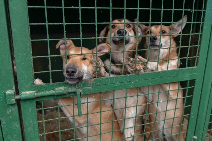 Muscovites took away from shelters more than 2 thousand dogs and 800 cats