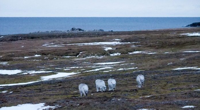 Norway has refused to discuss the Svalbard Russia