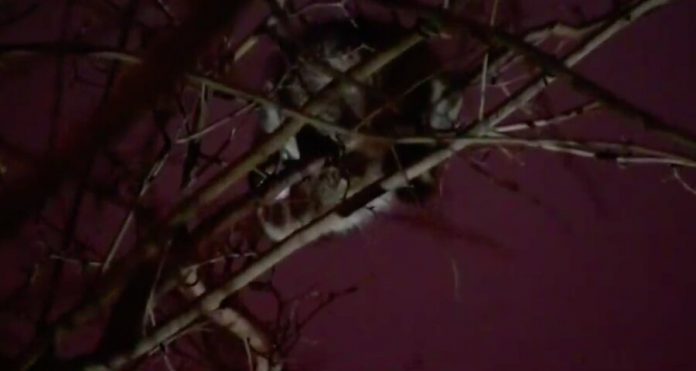 On Izmailovskoye shosse rescuers spent the night trying to remove the raccoon from the tree