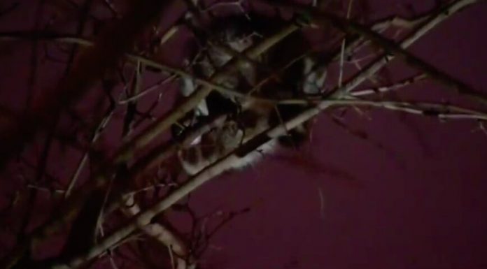 On Izmailovskoye shosse rescuers spent the night trying to remove the raccoon from the tree